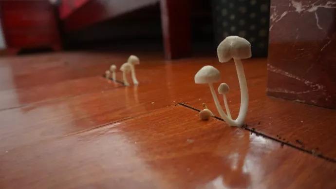 家里长蘑菇